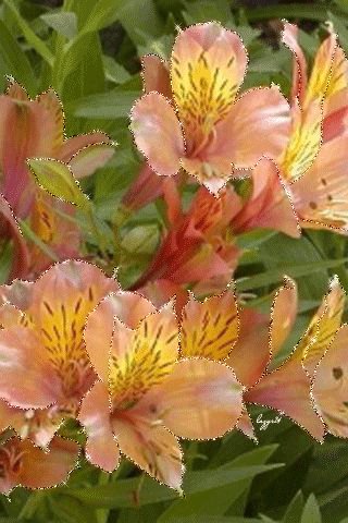 file_51714440