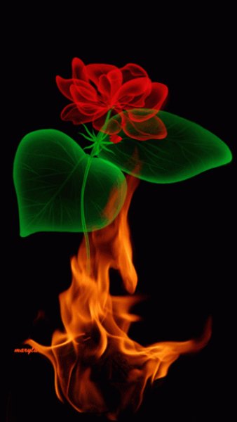 rosa-fuego