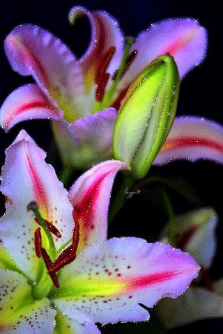 file_51722846
