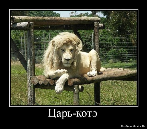 Царь котэ