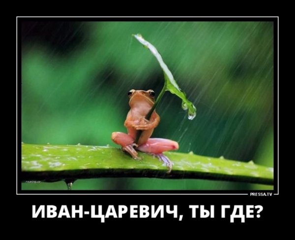 Иван Царевич, где ты?
