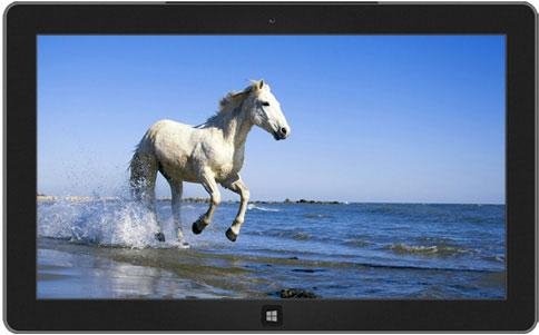 Horses