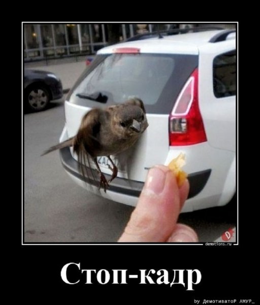 Стоп кадр