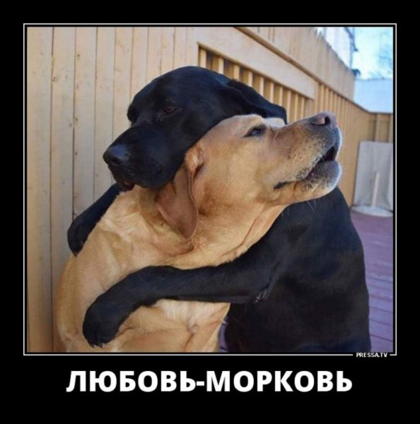 Любовь - морковь