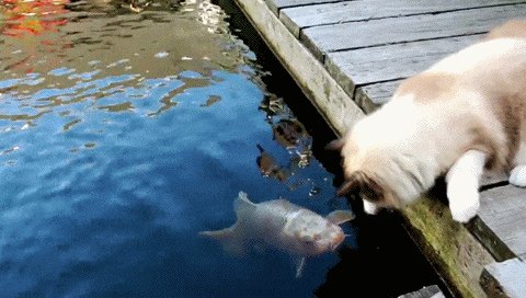 gif-18122020-003