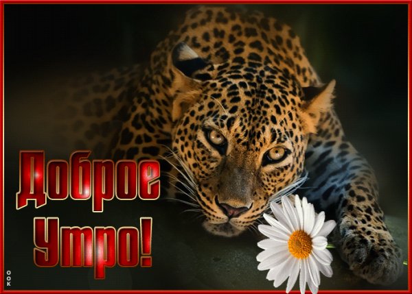доброе утро 008932