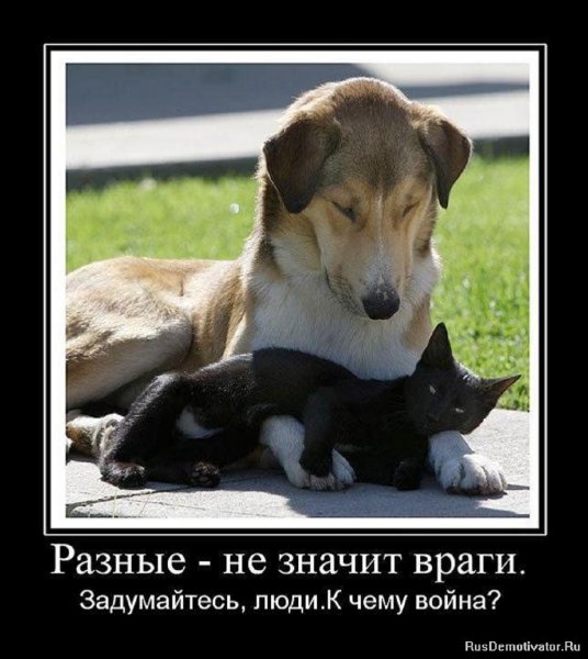 Разные не значит враги...