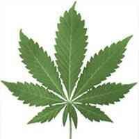 Marijuana