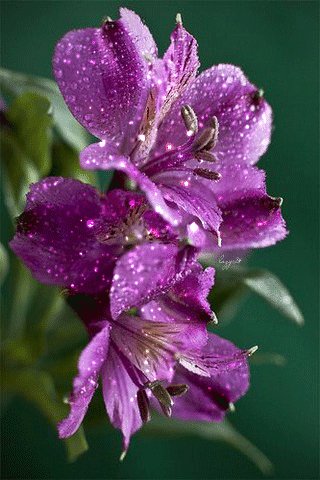 file_52037009