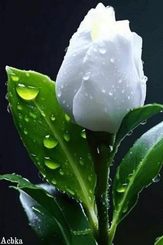 file_96104274