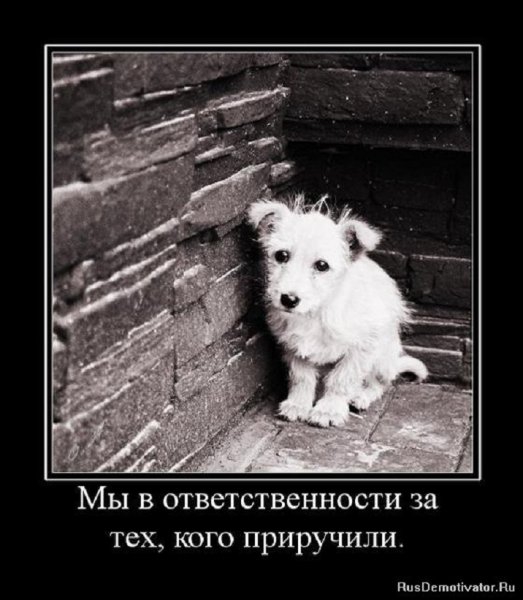 Мы в ответственности за тех, кого мы приручили