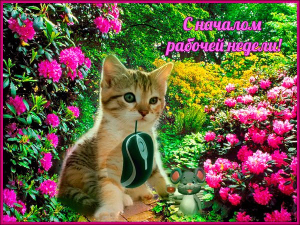 С началом рабочей недели!