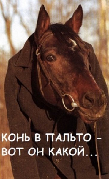 Конь в пальто