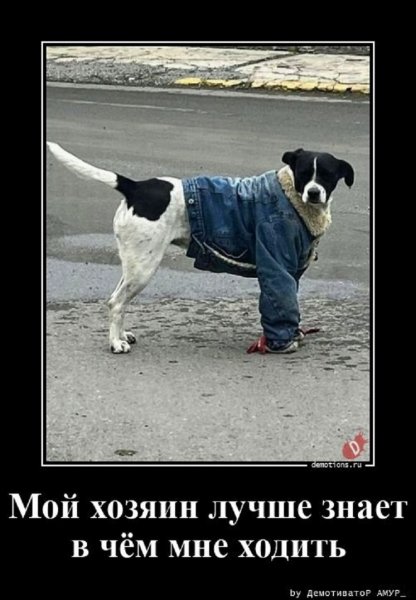 Мой хозяин лучше знает в чём мне ходить