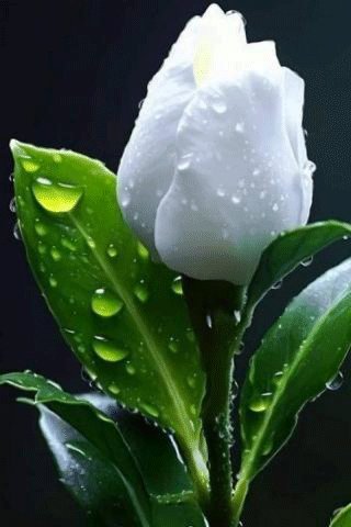 file_96095938