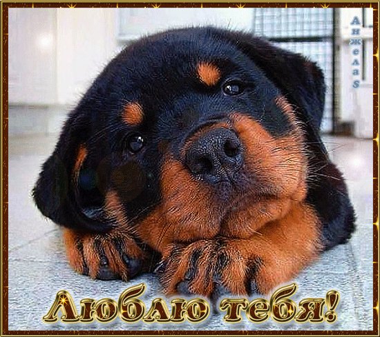 Щенок