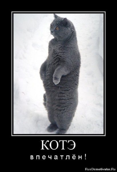Котэ впечатлён