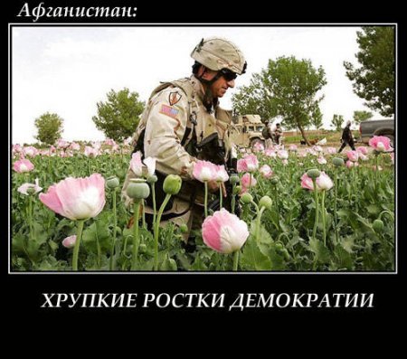 афганка нарикам сша