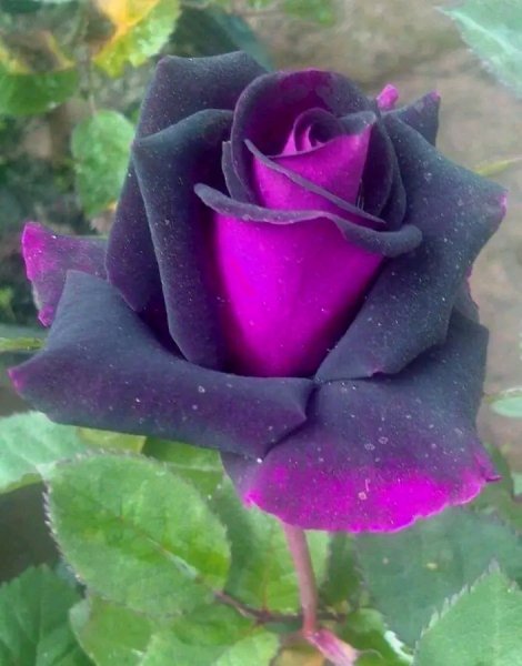 file_96458030