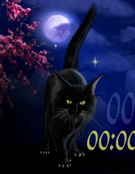 Черный кот