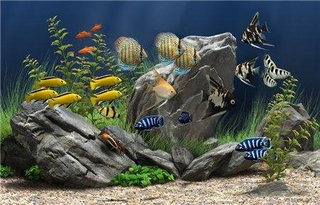 Dream Aquarium Portable