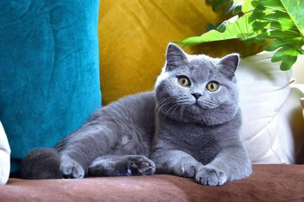 Кот ...