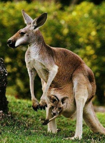 Check list Australia