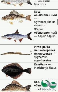 Rybalka nachalo 1 12