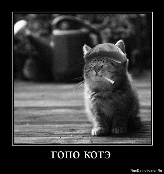 Гопо котэ