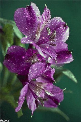 file_77781871