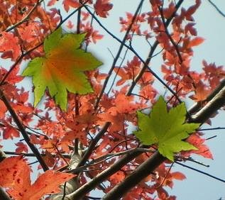 Leaf Flying