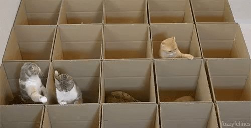 gif 146486