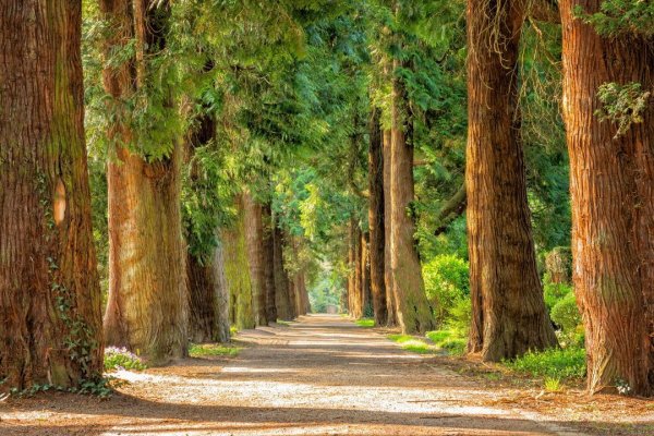 Trees 12