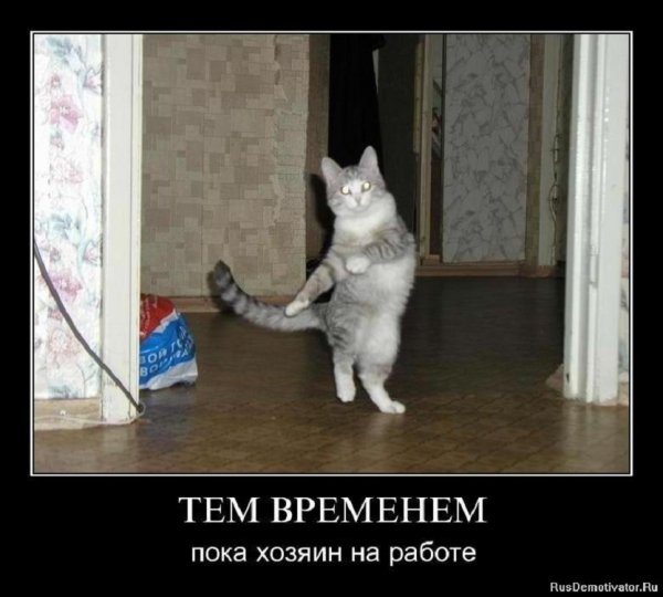 Пока хозяин на работе