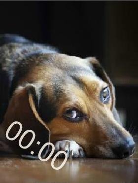 1к Собака цифр часы 1121720