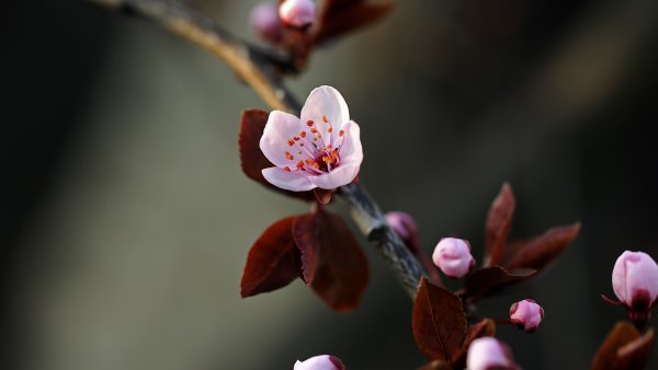 Природа (9)