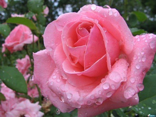 file_53890035