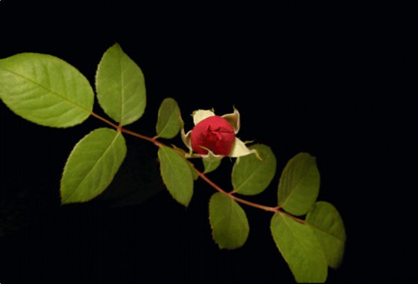 Roza