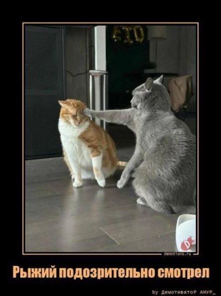 Коты