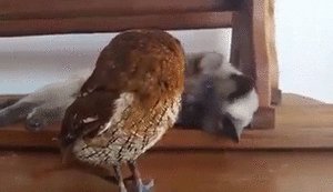 котэ и сова