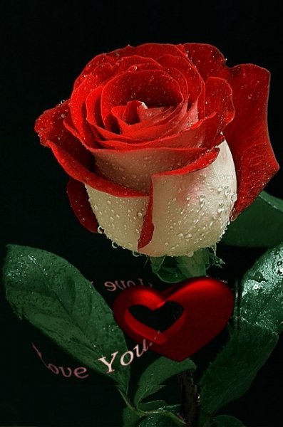 ЖК Роза ILY