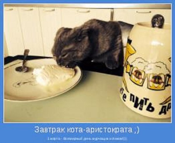 Завтрак кота-аристократа