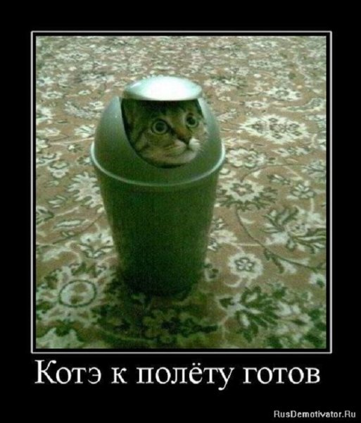Котэ к полёту готов