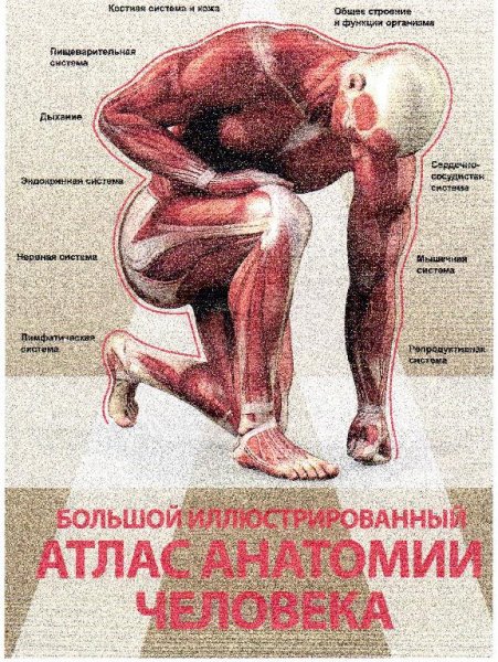 Большой иллюстрированный атлас анатомии человека - 2016