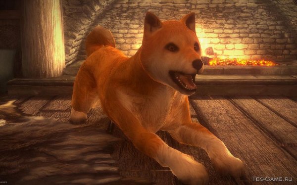 Doge Reborn