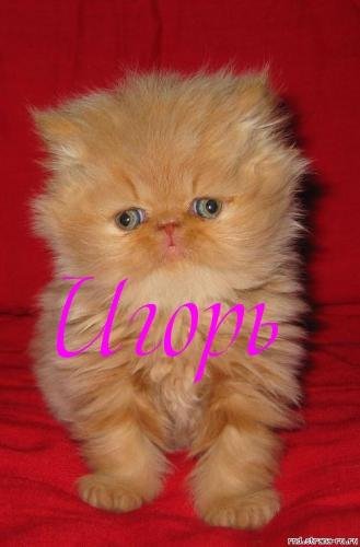 ИГОРЬ