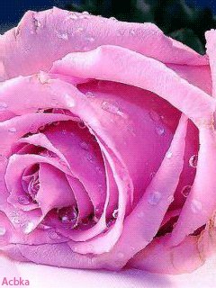 file_52707926