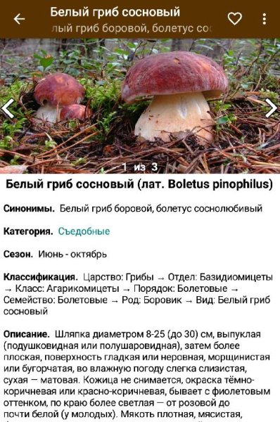 Грибы 1.1.2