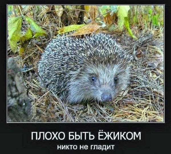 Плохо быть ежом, никто не гладит