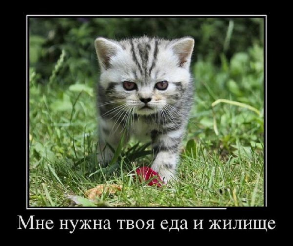 Мне нужен кров и еда